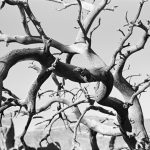 Photograph titled Desert Branch by Jamie Hogan